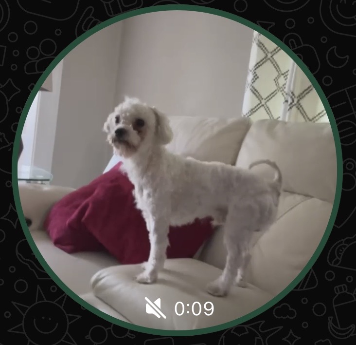 lost dog named Coco